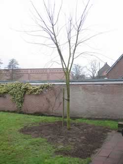 nieuweboom