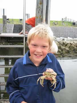 Koen met krab