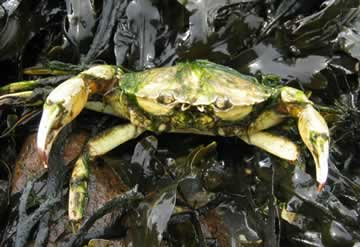krab