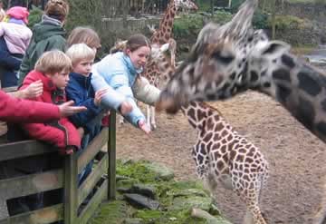 giraffen aaien