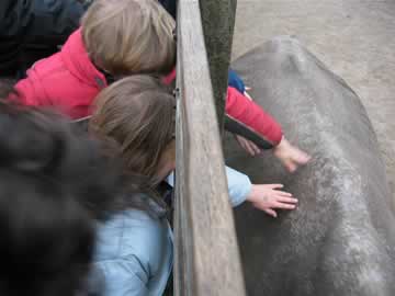 neushoorn