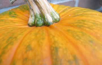 pompoenen