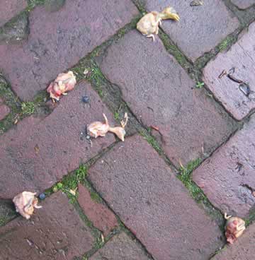 dode mereltjes