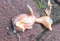 dode mereltjes