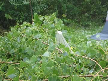regendopje