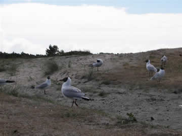 meeuwen