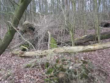 omgetrokken bomen