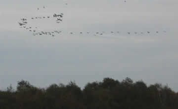 kraanvogels