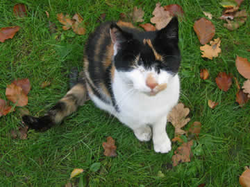 poes