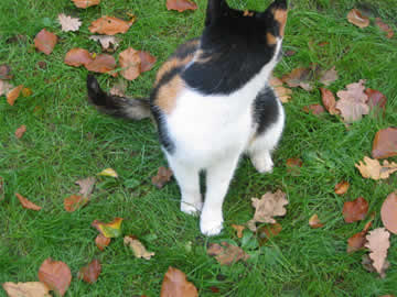 poes