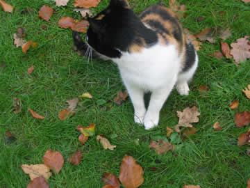 poes