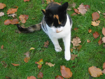 poes