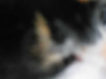 poes