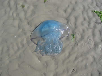 blauwe kwal