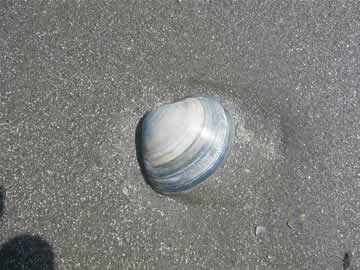 strandschelp