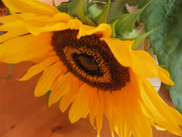 zonnebloem