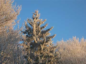 witte kerst