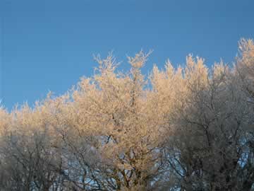 witte kerst