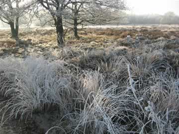 witte kerst