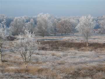 witte kerst