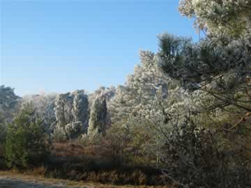 witte kerst