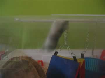 mieke