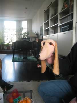 hond