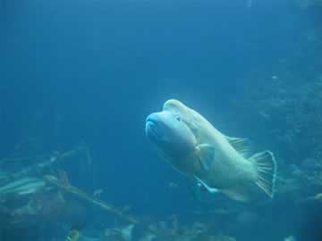 grote vis