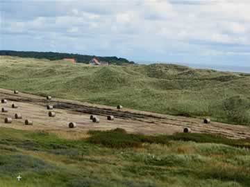 schelpen zoeken