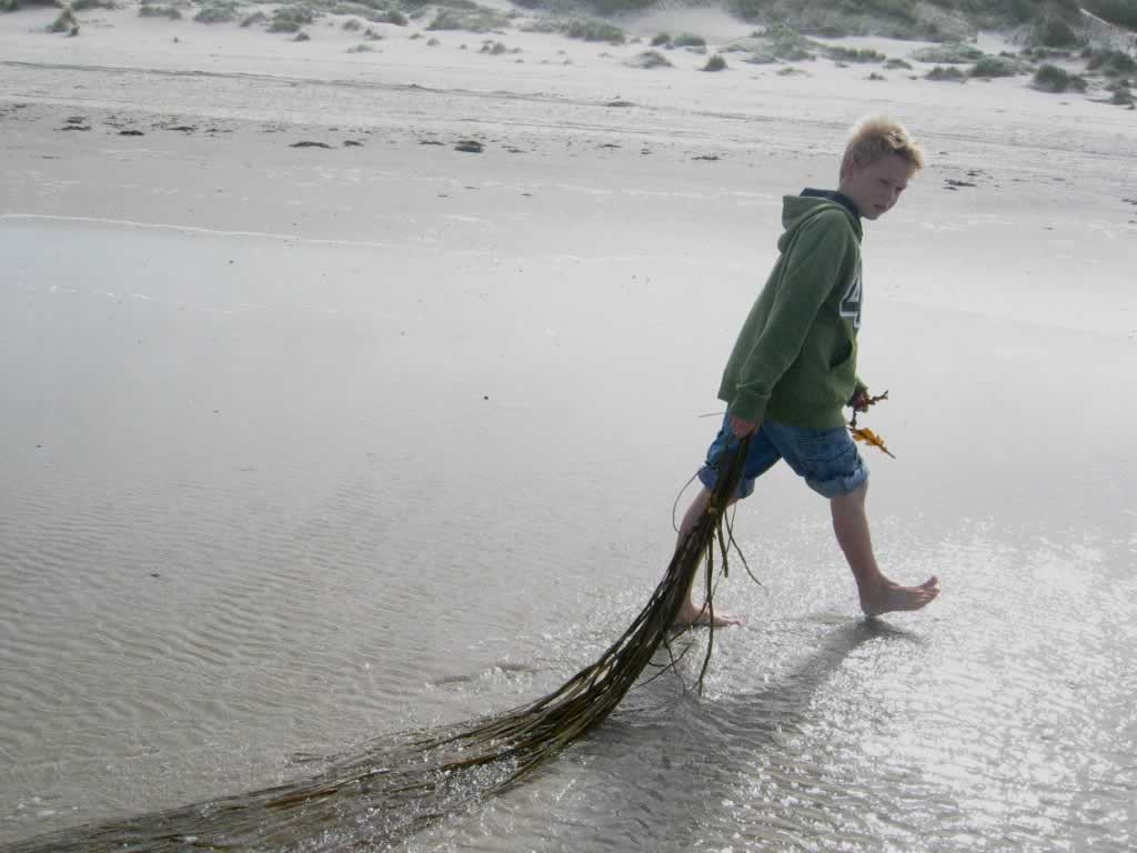 schelpen zoeken