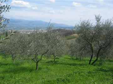 caqsanuevo