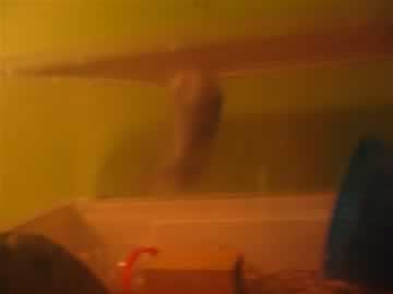mieke