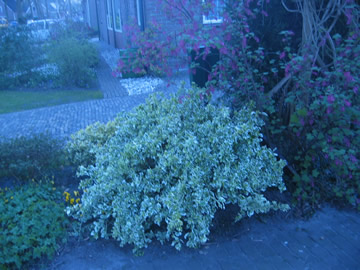 terras