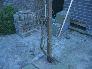 terras