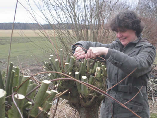 wilgentenen