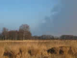 Balloerveld