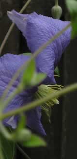 clematis