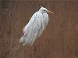 zilverreiger