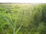 madelanden