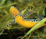 salamander