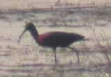 zwarte ibis