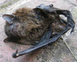 dode vleermuis