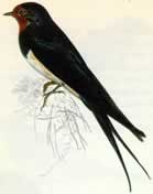 plaatje