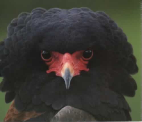 goochelaar