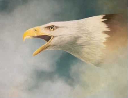 amerikaanse zeearend
