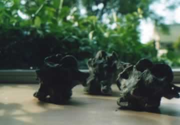 plaatje