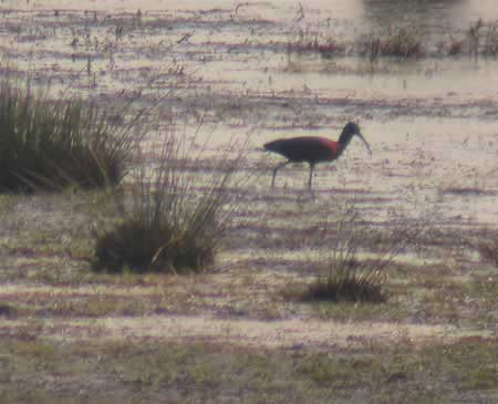Zwarte Ibis