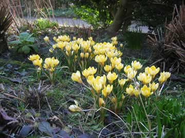 De krokussen in de voortuin
