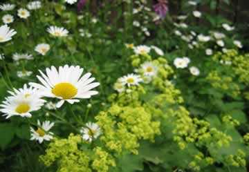margrieten