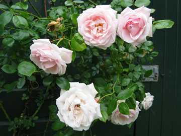 plaatjetuin